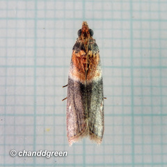 Ptyomaxia swinhoeella