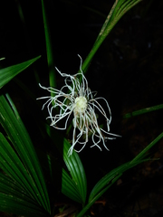 Dicranopygium pygmaeum