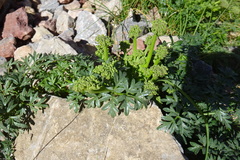 Xatardia scabra