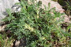 Astragalus sempervirens