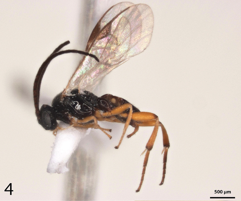 Cotesia nuellorum