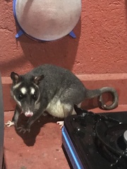 Philander opossum image