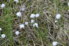 Eriophorum scheuchzeri