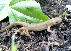 Lissotriton vulgaris