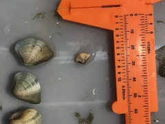 Anomalodiscus squamosus