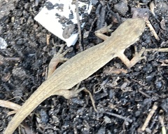 Lissotriton vulgaris