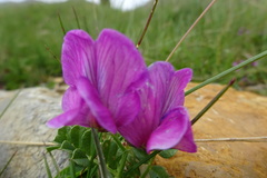 Vicia pyrenaica