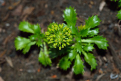 Azorella monteroi