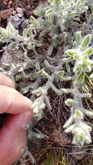 Evolvulus nuttallianus