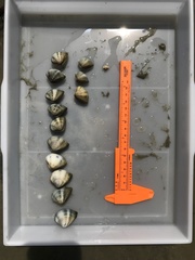 Anomalocardia flexuosa