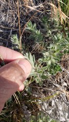 Evolvulus nuttallianus