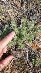 Evolvulus nuttallianus