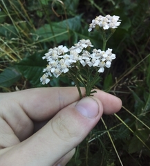 Achillea millefolium