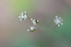 Adenocaulon chilense