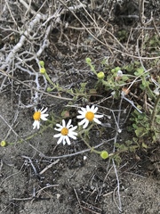 Amauria rotundifolia