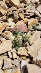 Physaria didymocarpa lanata