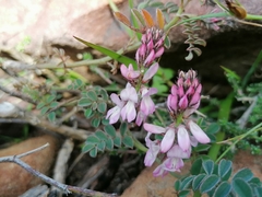 Indigofera cerasiflora