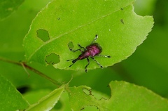 Rhynchites auratus