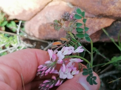 Indigofera cerasiflora