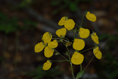 Calceolaria undulata
