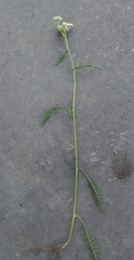 Achillea millefolium