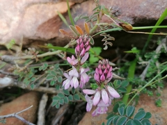 Indigofera cerasiflora