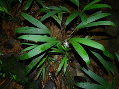 Dicranopygium pygmaeum