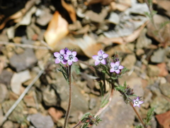 Gilia laciniata