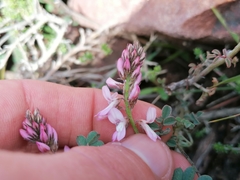 Indigofera cerasiflora