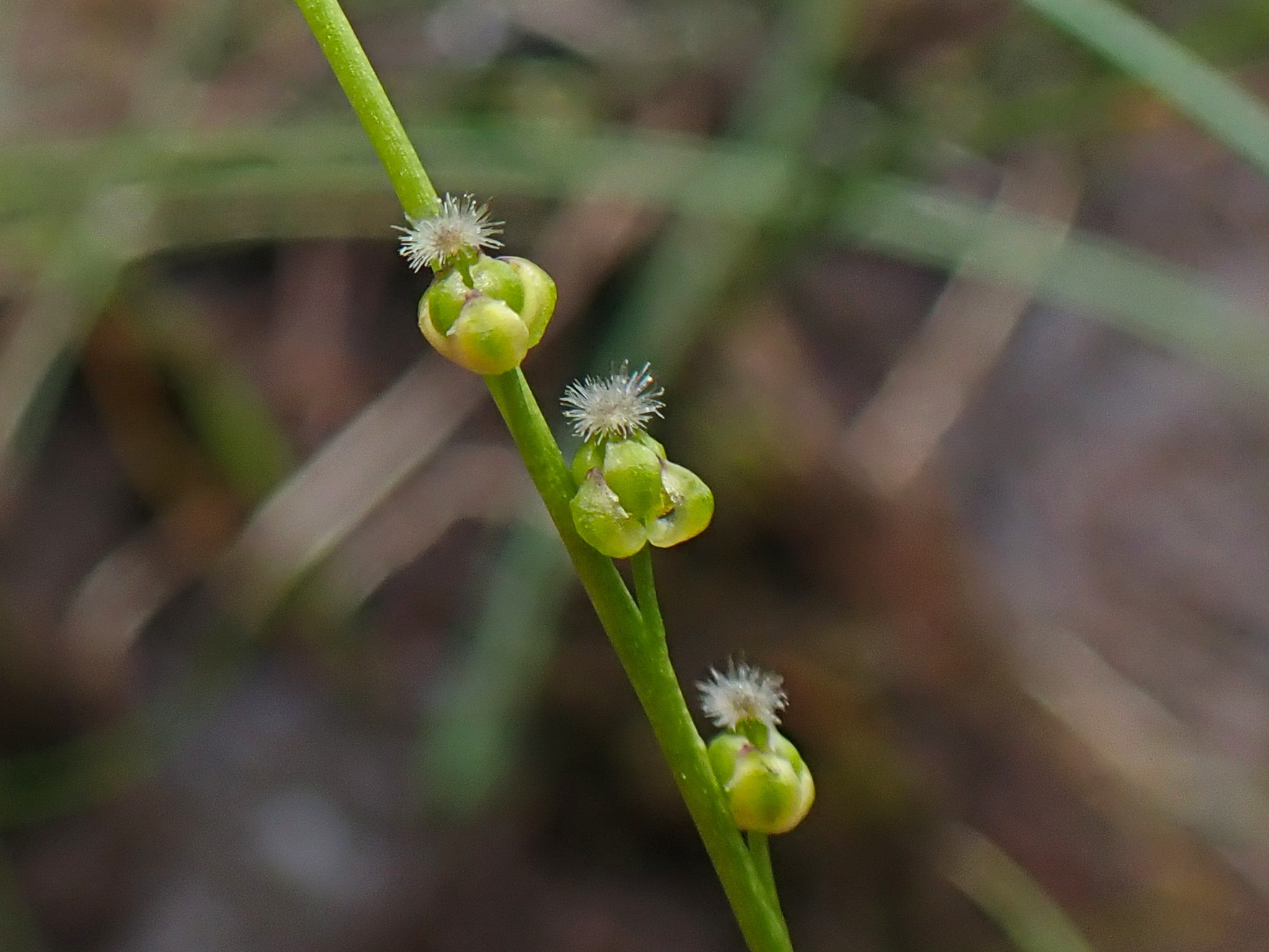 Triglochin palustris