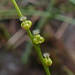 Marsh Arrowgrass - Photo (c) Tyson Ehlers, some rights reserved (CC BY-NC), uploaded by Tyson Ehlers