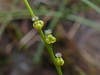 Marsh Arrowgrass - Photo (c) Tyson Ehlers, some rights reserved (CC BY-NC), uploaded by Tyson Ehlers