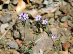 Gilia laciniata
