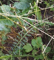 Achillea millefolium