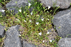 Cerastium regelii