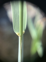 Elymus smithii