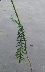 Achillea millefolium