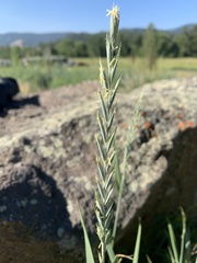 Elymus smithii