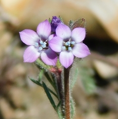 Gilia laciniata