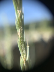 Elymus smithii