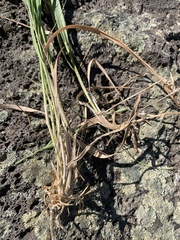 Elymus smithii