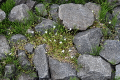 Cerastium regelii
