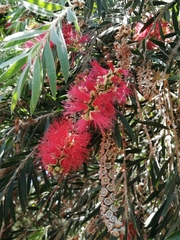 Melaleuca citrina