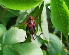 Barbitistes vicetinus