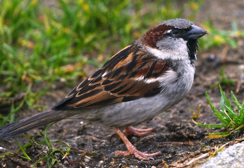Perching Birds (Order Passeriformes) · iNaturalist