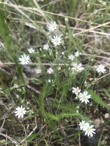 Longstalk starwort