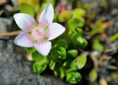 Lysimachia buxifolia