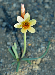 Zephyranthes araucana
