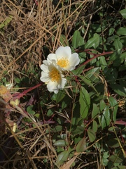 Rosa abyssinica