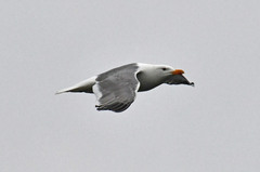 Larus fuscus
